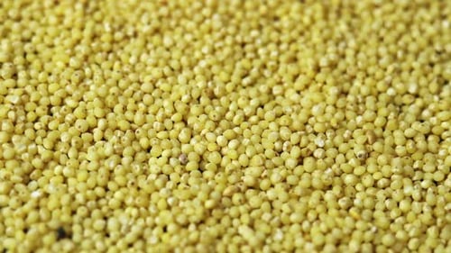 Wheatgrass Backdrop Millet Groats Closeup Rotates As a Background for a Restaurant Popularly Called