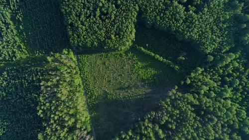 Aerial Top View Forest Deforestation in Summer Drone Flying Over Green Trees