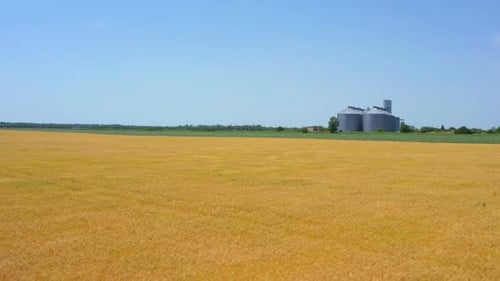 Modern Grain Silos At The Field Of Golden Wheat
