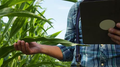 Farmer Inspecting Corn with a Tablet