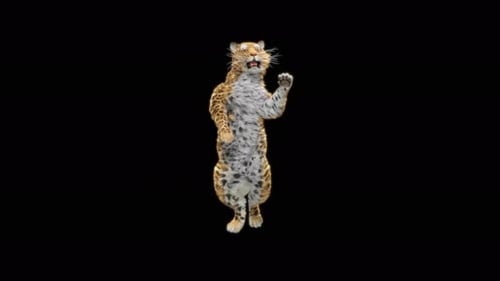 Leopard Dancing 4K