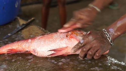 Closeup Scale Reef Fish