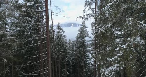 sich durch Fichten, Bäume in Richtung Wolken, in Bergen bewegen