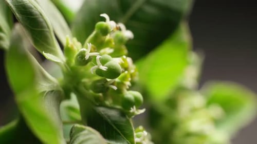 Green Plants And Trees