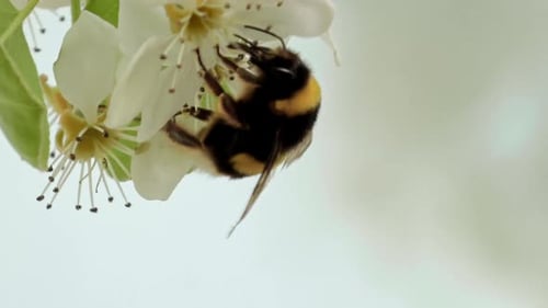 Bumblebee Pollinating White Spring Flower, Close-Up