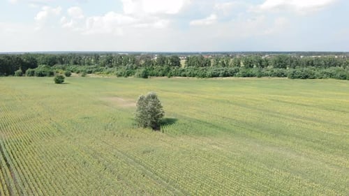 Voo sobre o campo de girassol. Muitos girassóis em dia ensolarado