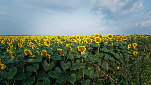 Flowering of Yellow Sunflowers in the Field