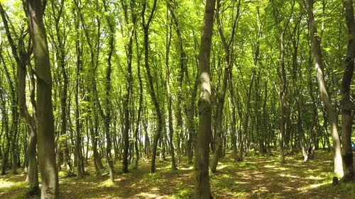 Dense green summer forest with many tall trees and morning sun light.