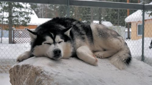 Husky Sleeping Peacefully on a Snow-Covered Rock