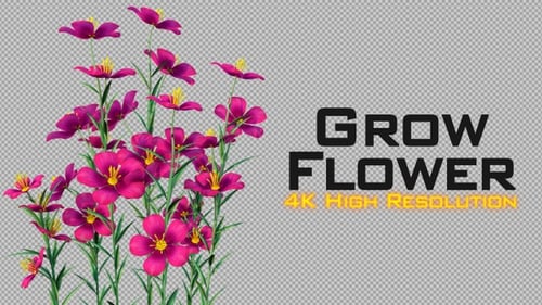 Animated Growth of Vibrant Pink Flowers