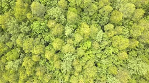 Top down aerial view of green summer forest with many fresh trees.