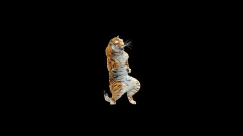 Tiger-Tanz HD