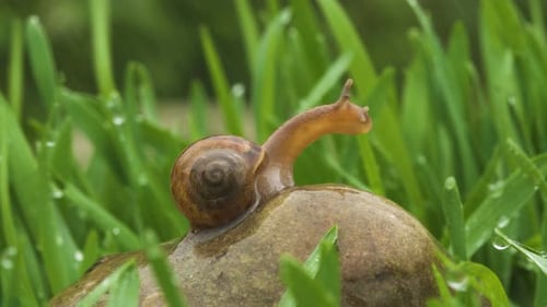 Snail Crawls Along Green Grass In Rain