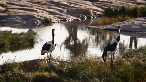Saddle billed stork in Kruger National park, South Africa