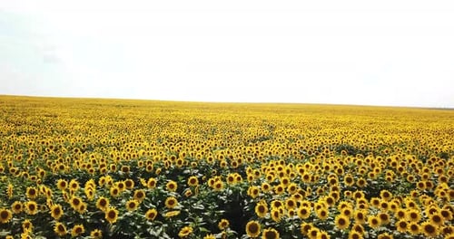 Fields with an Infinite Sunflower