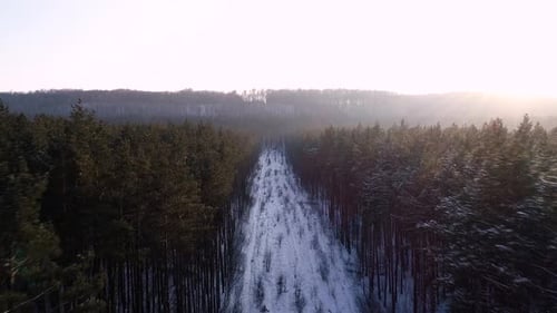 Au-dessus de Winter Forest