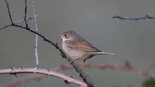 Little Bird Perched on Thorny Branch