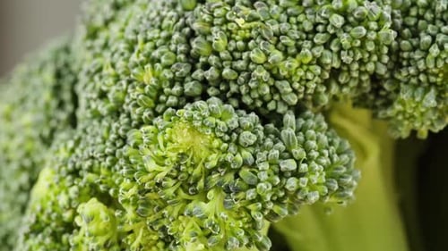 Broccoli Closeup Fresh Green Broccoli Vitamins Raw Food and Vegetarian Lifestyle Concept