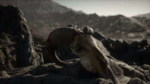 European Mouflon Ram Skull in Natural Conditions in Rocky Mountains
