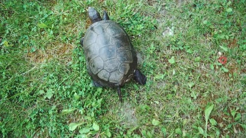 Tortue rampant sur le sol parmi les plantes