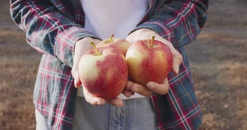 Unrecognizable Horticulturist Showing Fresh Harvest of Ripe Red Apples in Hands Going to Camera in