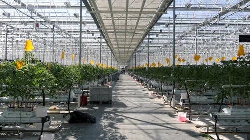 Large Greenhouse with Rows of Tomato Plants