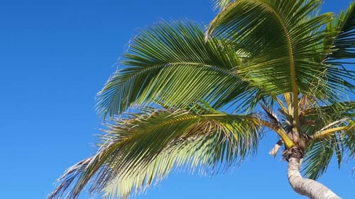 Palm Tree Against a Bright Blue Sky