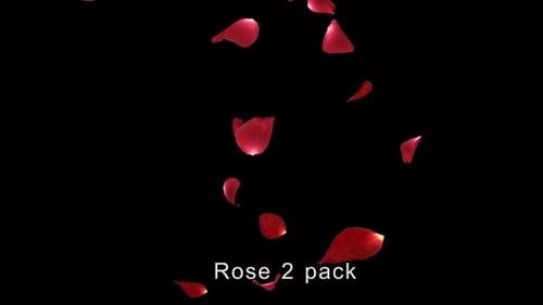 Falling Red Rose Petals Looping Overlay Alpha Channel