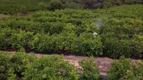 Man spraying pesticides, pesticide, insecticides on fruit lemon growing plantation drone aerial view