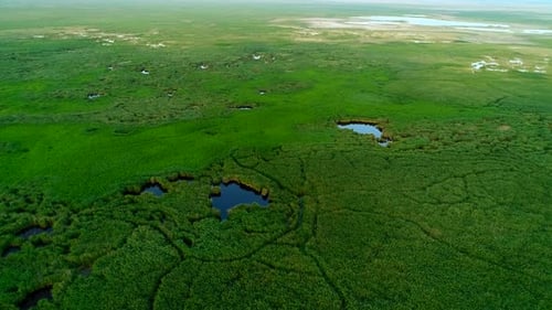 Aerial View Of Green Reeds
