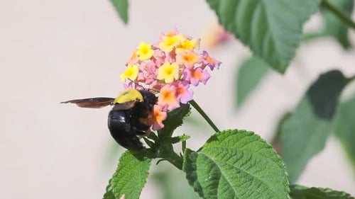 Carpenter Bee Pollinating Colorful Lantana Flowers