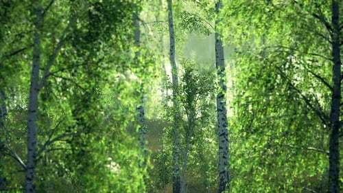 Panorama of Birch Forest with Sunlight