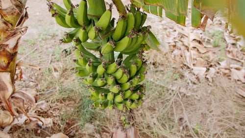 Bananas on Banana Tree