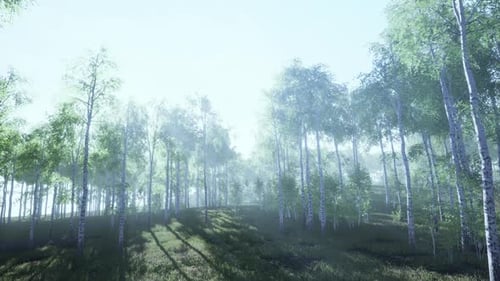 White Birch Grove in Spring