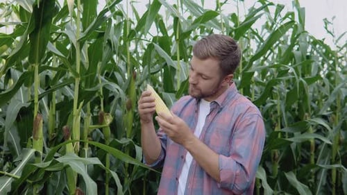 A Young Happy Farmer Examines a Head of Corn in His Field