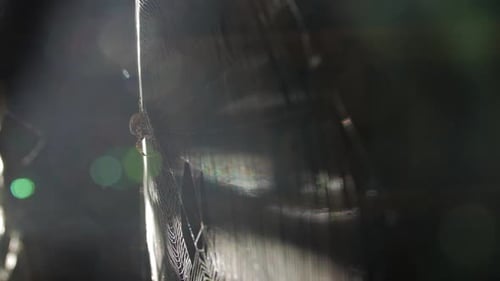 Spider Sitting on Spiderweb in Sunlight