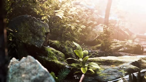 Grüner Wald und Hütten an einem nebligen Morgen in Malaysia