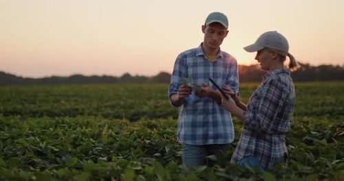 Two Young Farmers Work in the Field Study Soybean Shoots Use a Tablet
