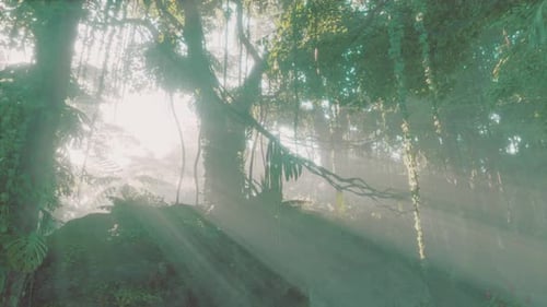 Jungle brumeuse dans les monts de Chiang Dao