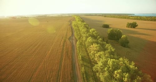 Low Flight Over Green and Yellow Wheat Rural Field and Tree Line
