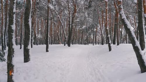 Flying Through the Winter Pine Forest. Snowy Path in a Wild Winter Forest Between Pines