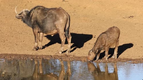 Búfalos africanos bebiendo en un abrevadero