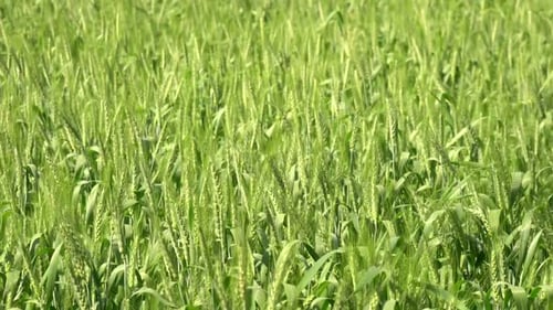 Barley Field