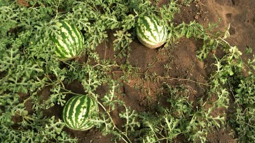 Three Watermelons Growing in the Field Top View
