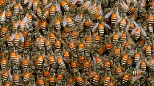 Swarm of Bees Clustering Together in Close-Up