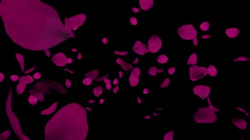 Falling Magenta Rose Petals Romantic Overlay Loop