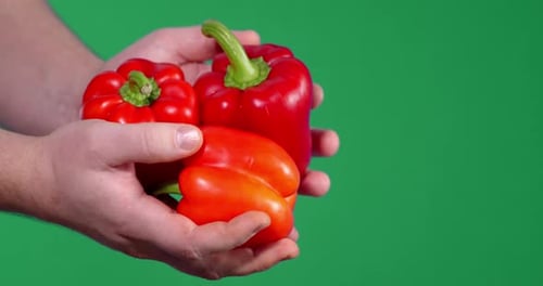 Hands Holding Fresh Red and Orange Bell Peppers