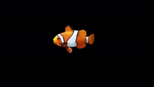4K Clownfisch