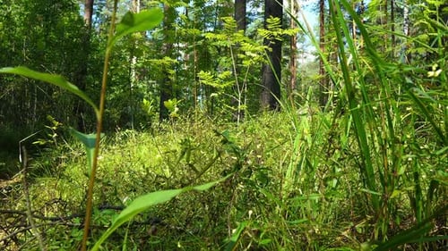 Lush Green Forest Floor on a Sunny Day