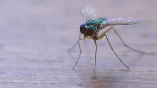 Close-Up of Metallic Long-Legged Fly Walking